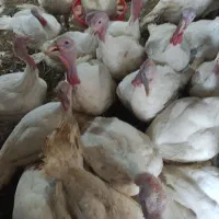 بوقلمون گوشتی