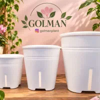 فروش گلدان هیدروپونیک به همراه آموزش کاشت