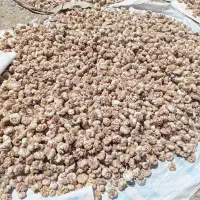 سیر خندان|خوردنی و آشامیدنی|پارس‌آباد, |دیوار