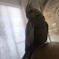 عروس هلندی بالغ