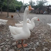 قو غاز|حیوانات مزرعه|رشت, بازار|دیوار