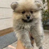 سگ پامر خرسی