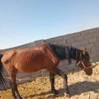 اسب نر|اسب و تجهیزات اسب‌سواری|نرماشیر, |دیوار