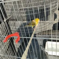 قناری نر مست|پرنده|قدس, شهرقدس|دیوار