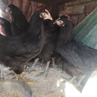 خروس ومرغ