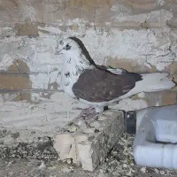 کبوتر کفتر هوایی پرشی جفتگاه|پرنده|مشهد, آزادشهر|دیوار