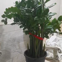 گل زاموفیلیا