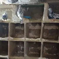 کاکلی قدیم|پرنده|گتوند, |دیوار