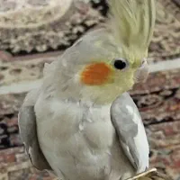 عروس هلندی آهویی