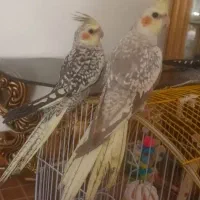 فروش ۲ عدد جوجه عروس هلندی ۲ ماهه آماده دستی شدن