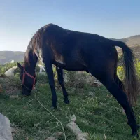 فروش اسب نریان|اسب و تجهیزات اسبسواری|نهاوند, |دیوار