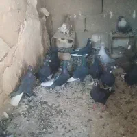 تعدادی کبوتر خوشگل همه جون