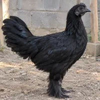تخم نطفه دار نژاد ترکیبی ایام آسمانی و مرندی