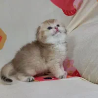 اسکاتیش گلد|گربه|مشهد, سمزقند|دیوار