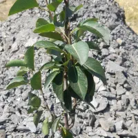 بر طرف کننده انواع زگیل