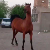 مادیان دره شوری نوه سالار۱