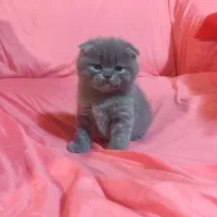 گربه های اشرافی