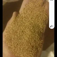 تخم یونجه درجه ۱