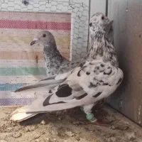 سرور قزوینی