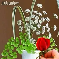 همخونه میشم اقاهستم