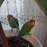 طوطی برزیلی|پرنده|اصفهان, کوی شهید کشوری|دیوار