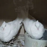 سفید اراکی|پرنده|آبپخش, |دیوار