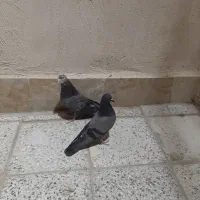 نر ماده عالی پرشی