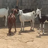 بزنجدی محلی داشتی