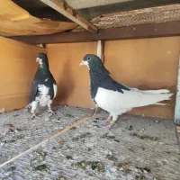 دوتا کفتر شهری گرفتنی