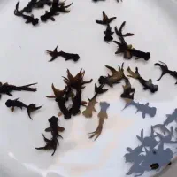 ماهی قرمز|ماهی|چناران, |دیوار