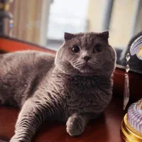 واگذاری گربه اسکاتیش رایگان