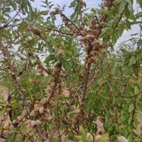بادام نیمه کاغذی باطعم خاص