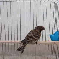 گلبسر درجه یک