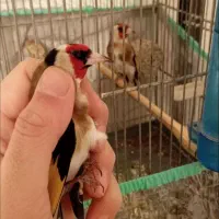 سهره نققاب اروپایی