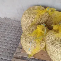 پیاز مینروا اصلی برای بزر
