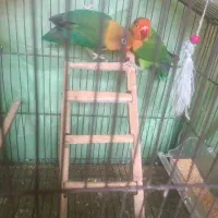 یه جفت طوطی برزیلی آماده زادو ولد