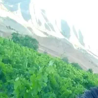 بادام دیمی