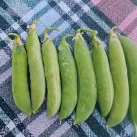 نخود فرنگی سبز درجه یک اعلا