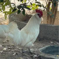 خروس ریشی ریشو