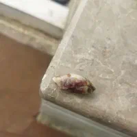 ۳عدد|بدلیجات|شیراز, جوادیه|دیوار