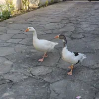 یک جفت غاز نر و ماده تخم گذار