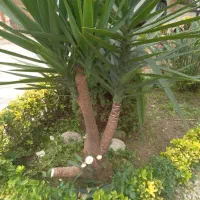 باغبانی و نگهداری فضای سبز|خدمات باغبانی و درختکاری|عباسآباد, |دیوار