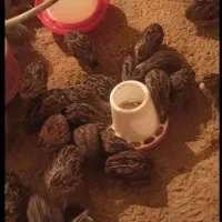 بلدرچین کشتار روز و زنده