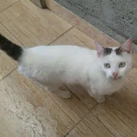 واگذاری گربه نر خانگی بسیار رام ودوست داشتنی|گربه|لنگرود, |دیوار