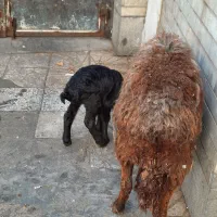 میش زاییده|حیوانات مزرعه|تهران, انبار نفت|دیوار