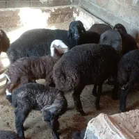 22راس میش و بره درجه یک