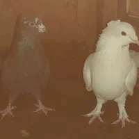 کبوتر فروشی