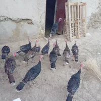 بوقلمون