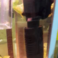 اکواریوم|ماهی|تهران, وحیدیه|دیوار