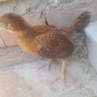 ۲۰۰هزارتومان